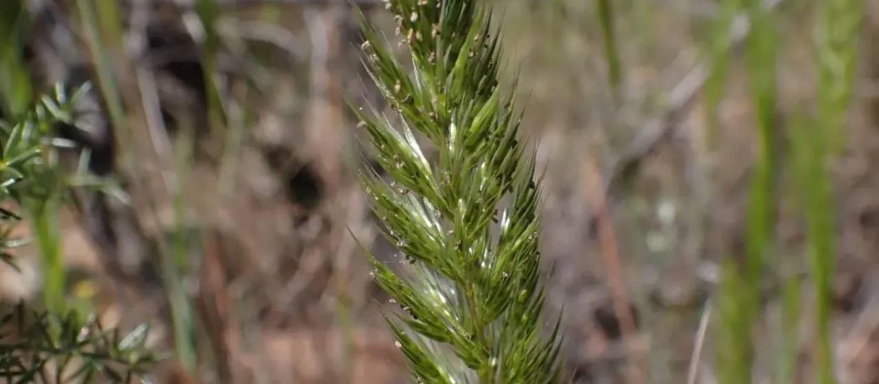 Nitgrass