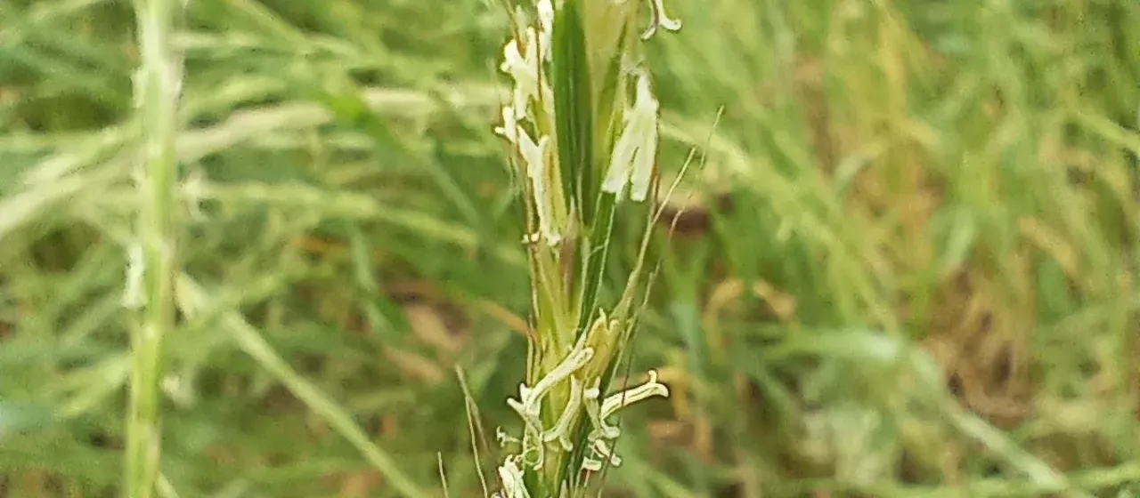 French oatgrass