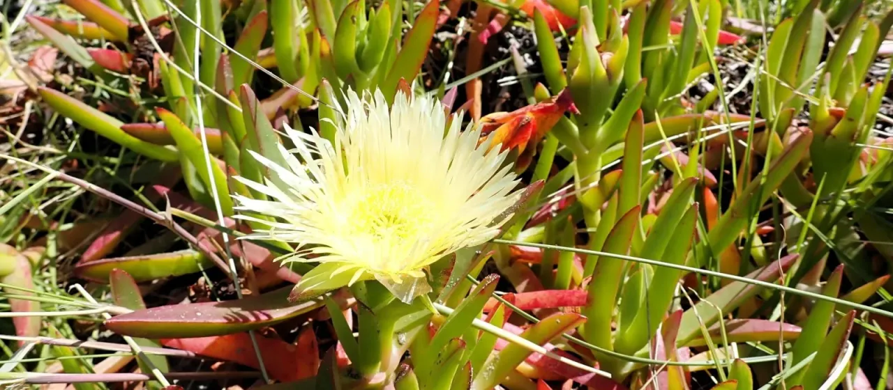 Ice plant