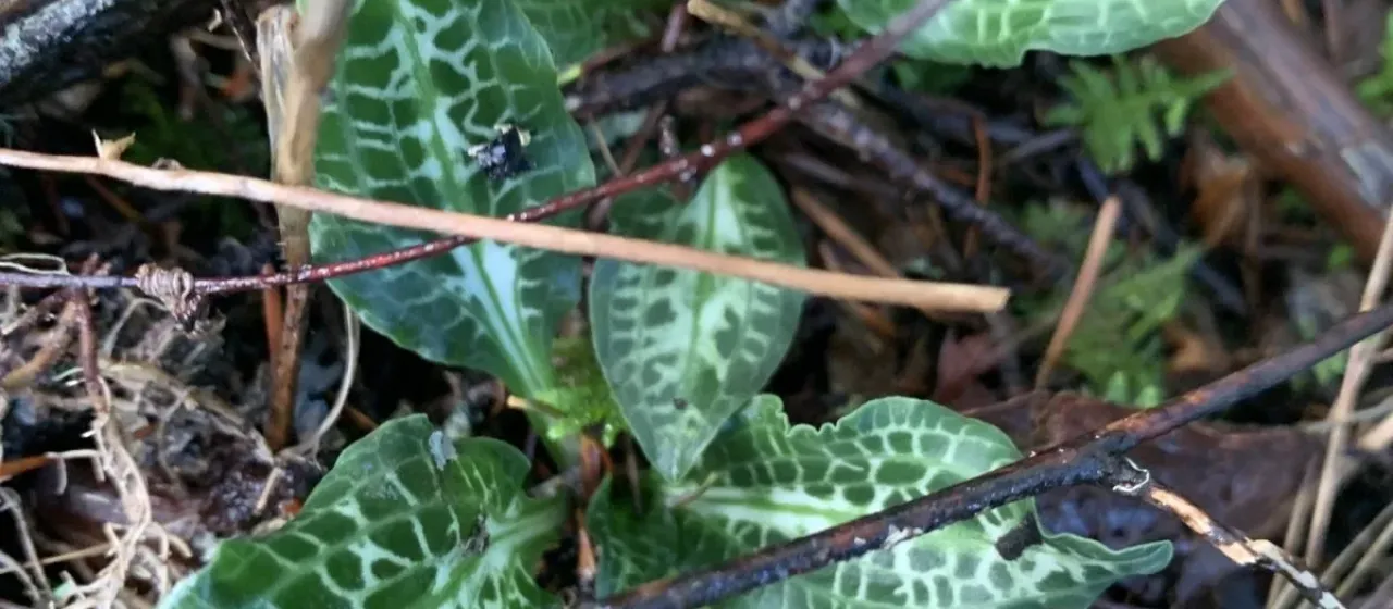 Goodyera oblongifolia