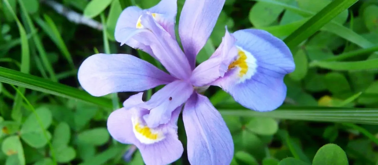 Moraea sisyrinchium