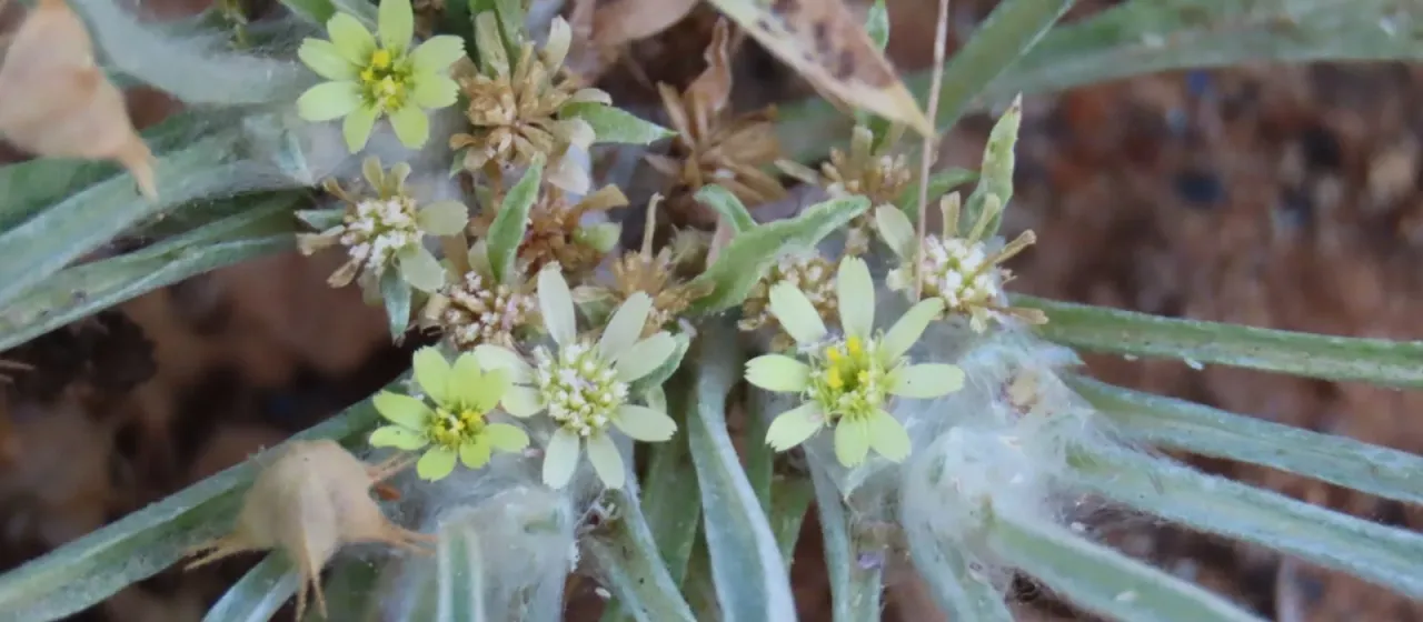 Geigeria acaulis