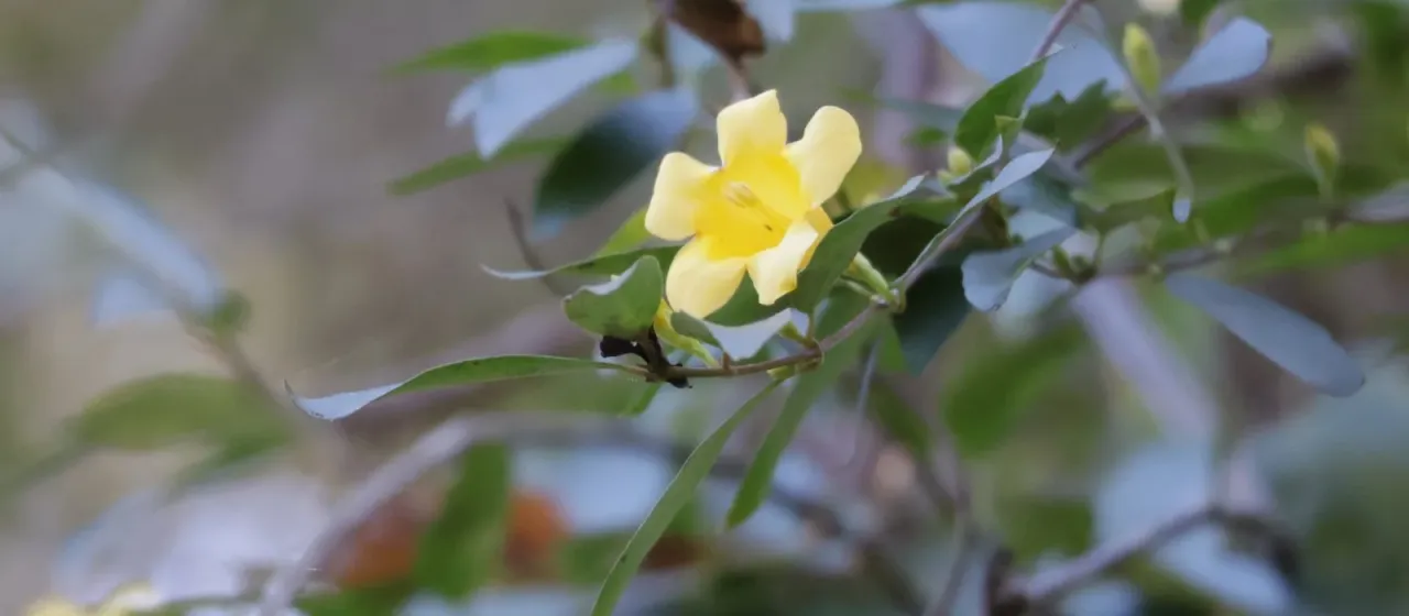 Carolina jessamine