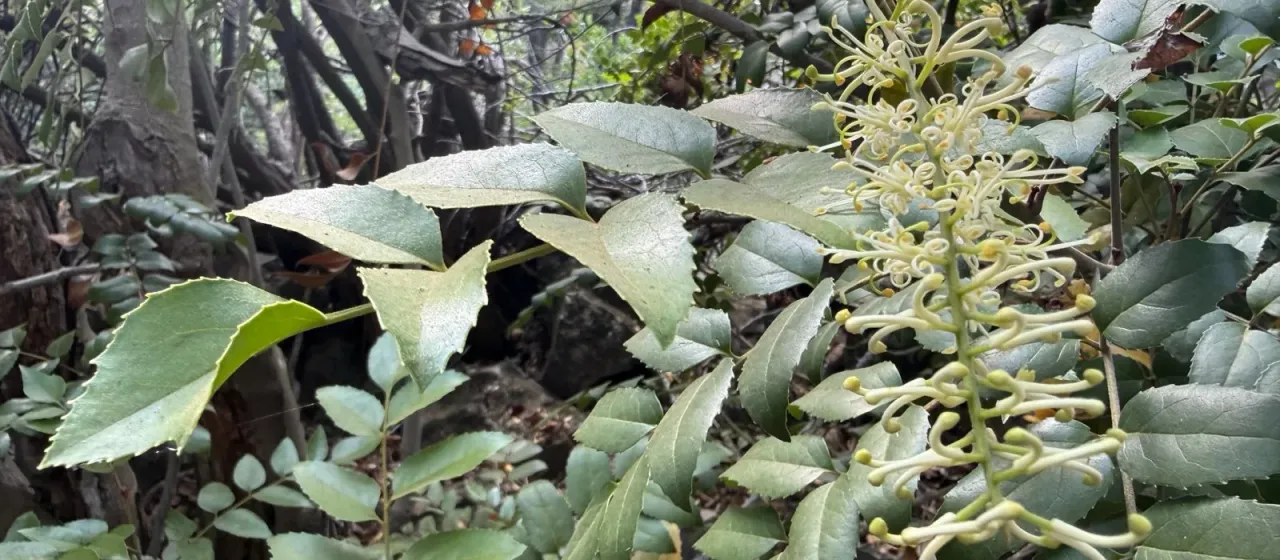 Chilean hazel