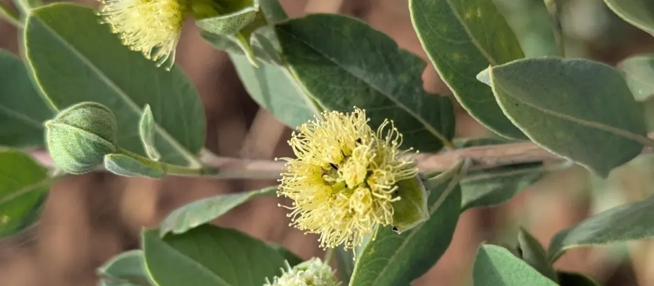 Guiera senegalensis