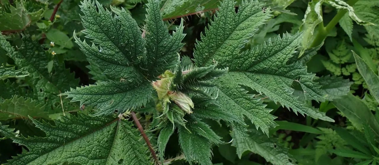 Himalayan Nettle