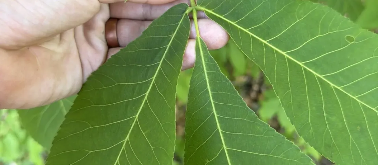 Pignut hickory