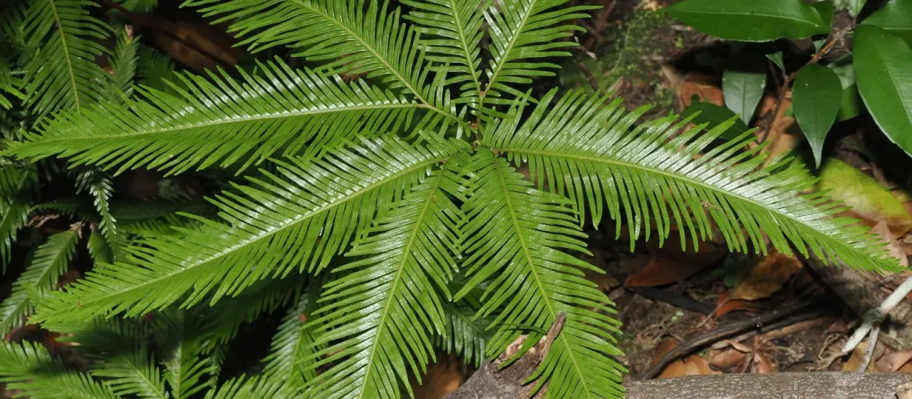 Umbrella fern