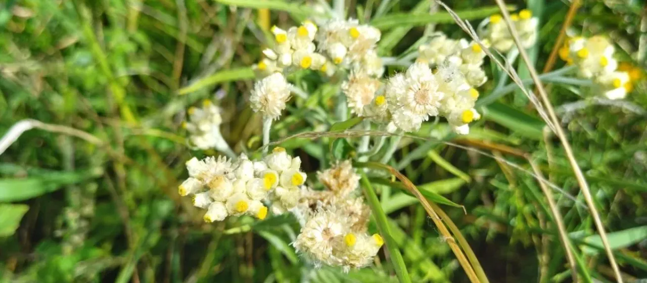 Pseudognaphalium gaudichaudianum