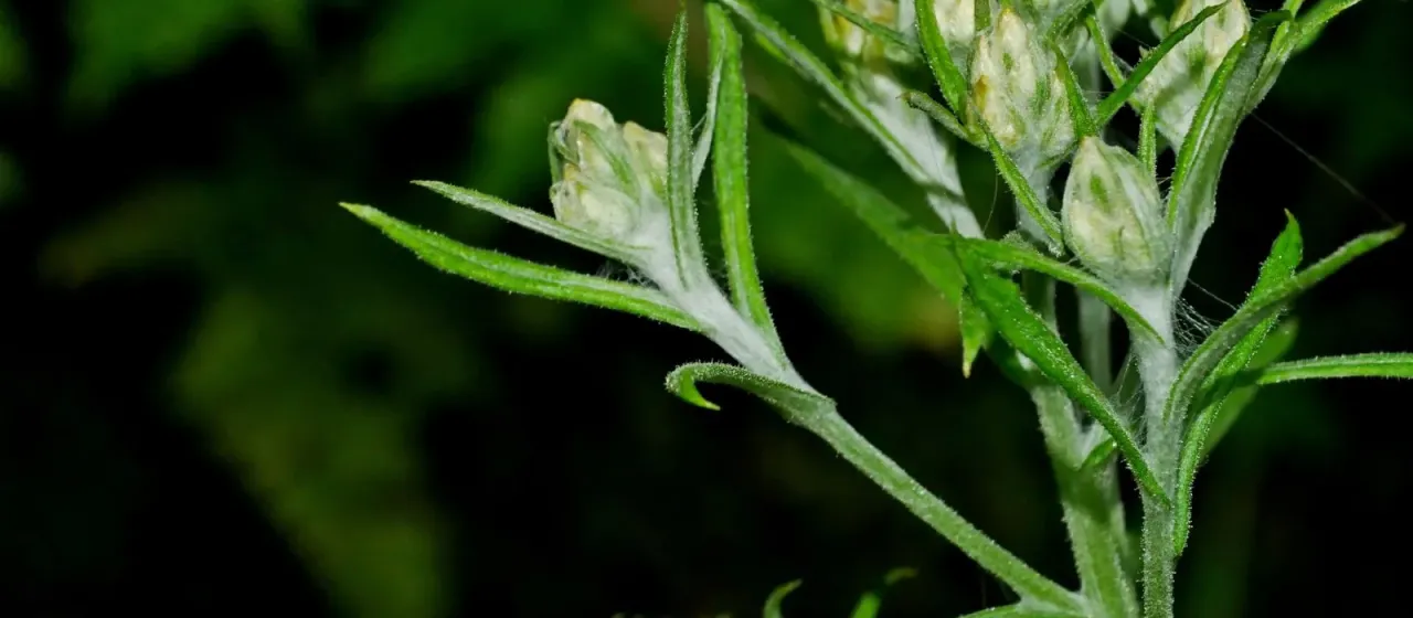 Pseudognaphalium hypoleucum