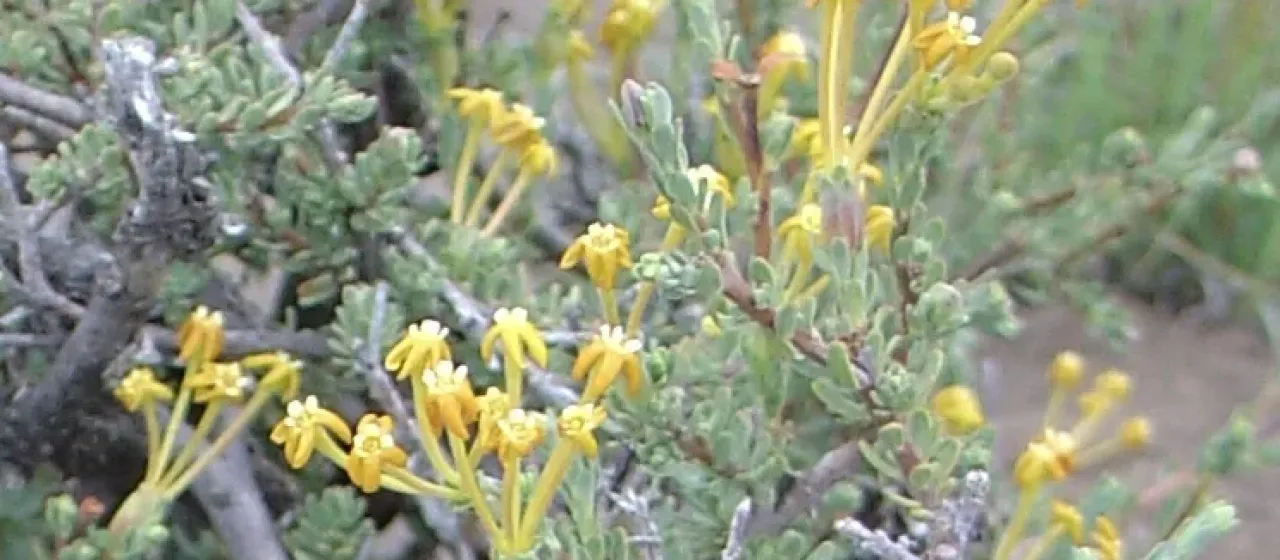 Gnidia cuneata