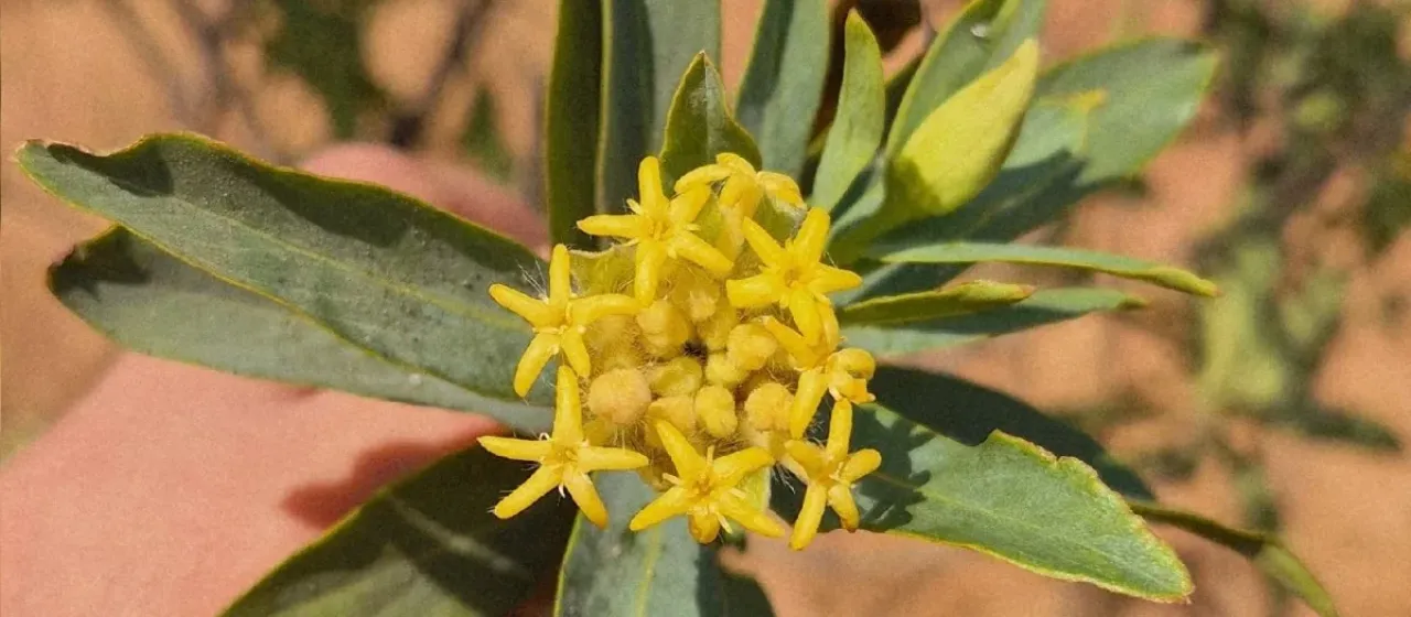 Lasiosiphon glaucus