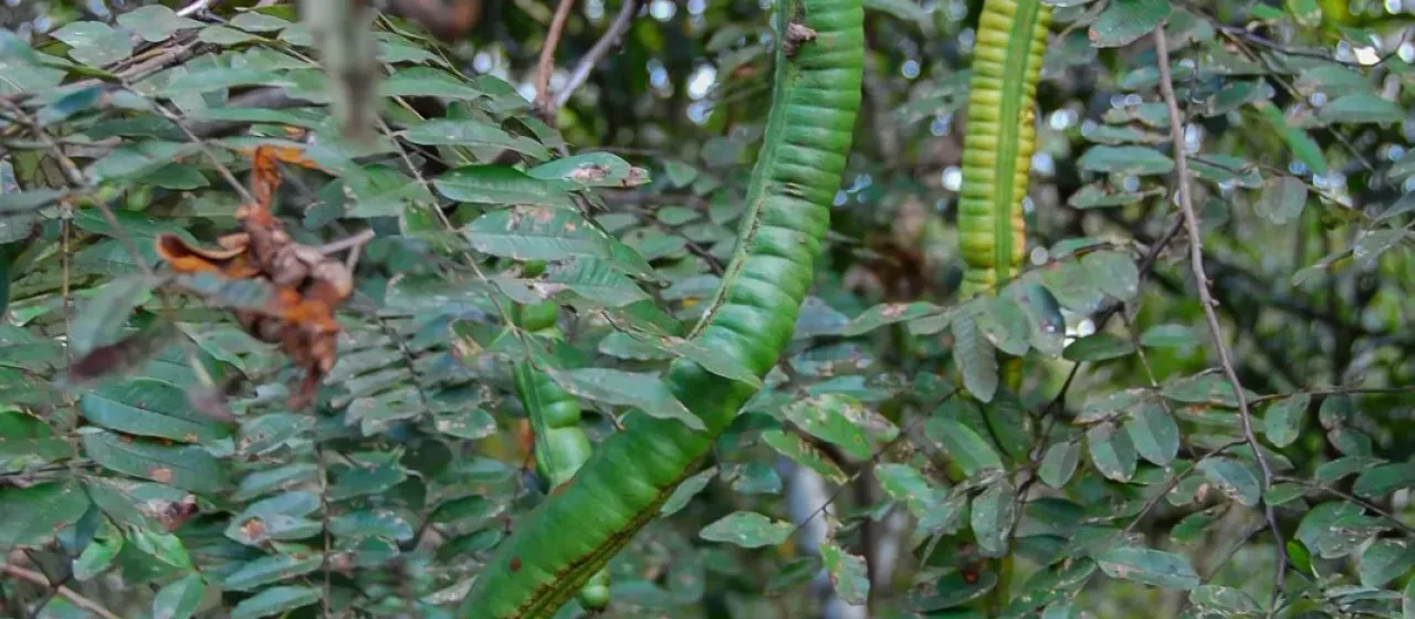 Cassia leiandra