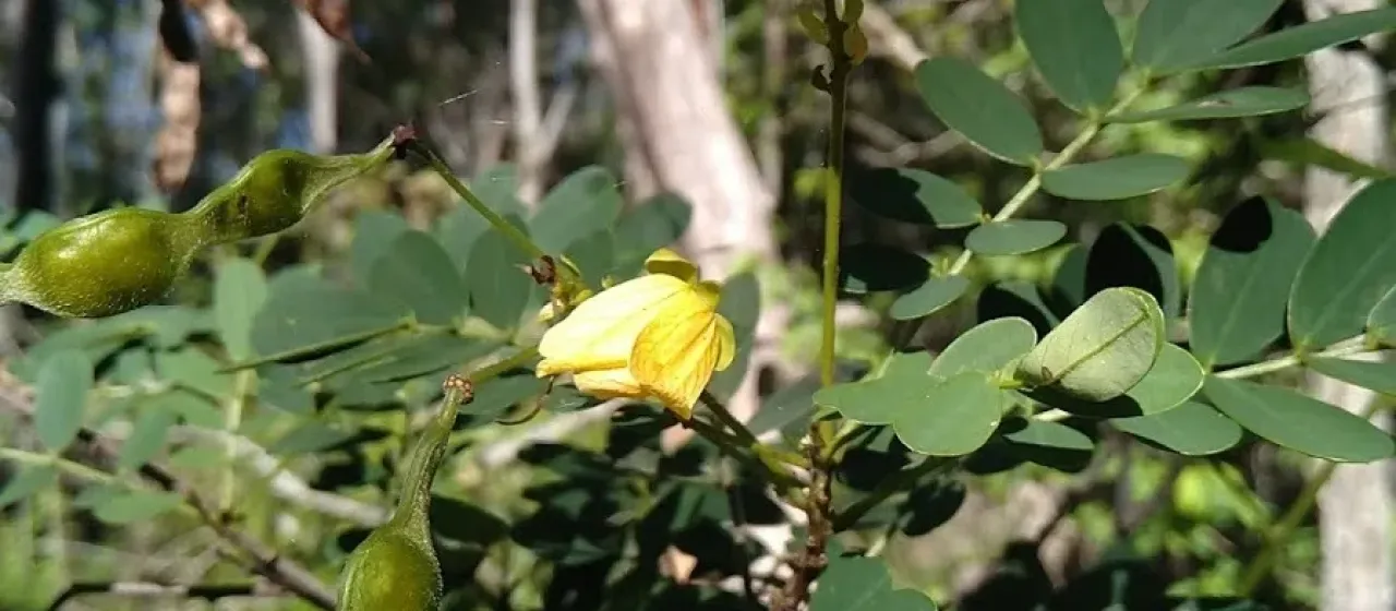 Cassia retusa