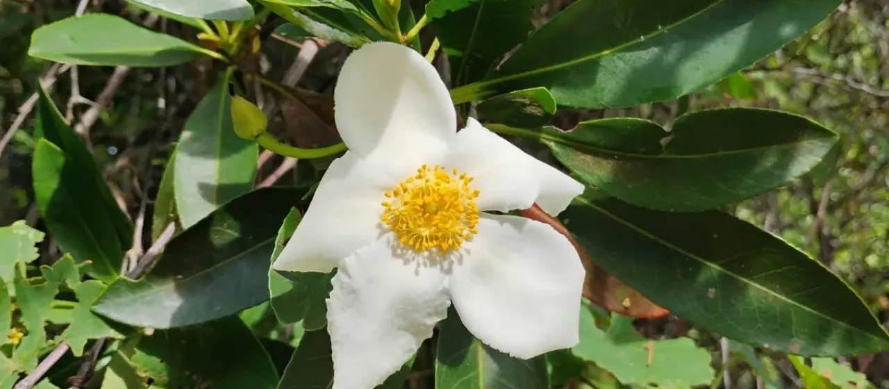 Gordonia lasianthus