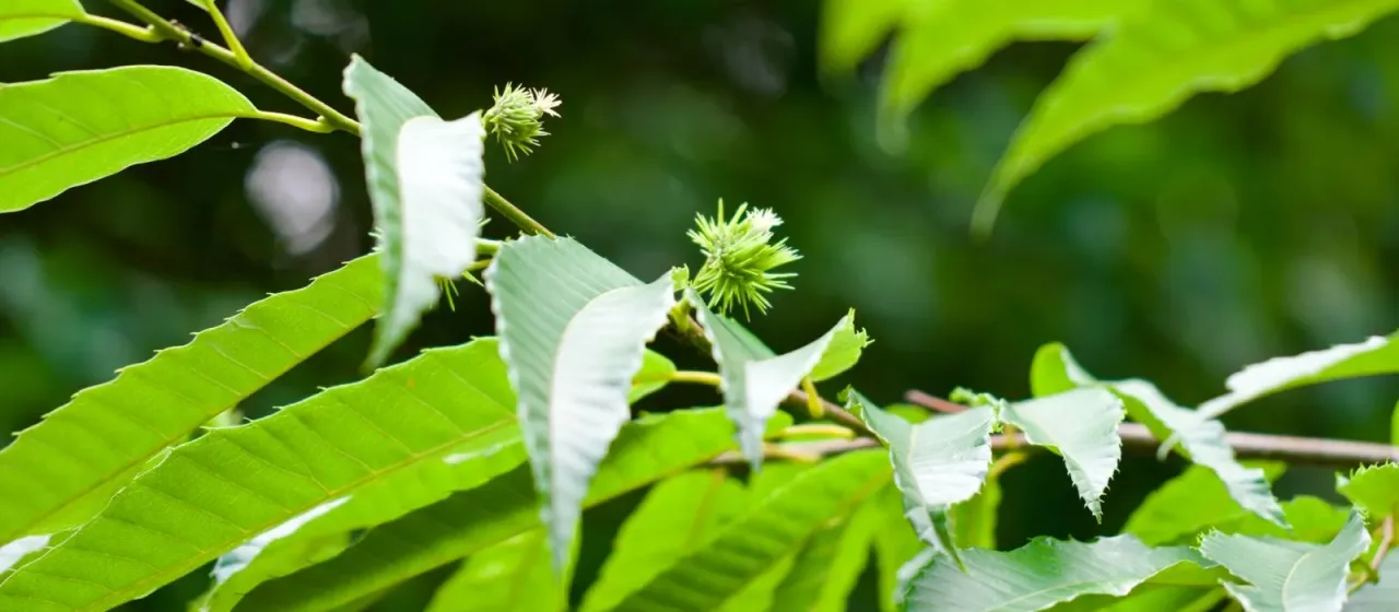 Japanese chestnut