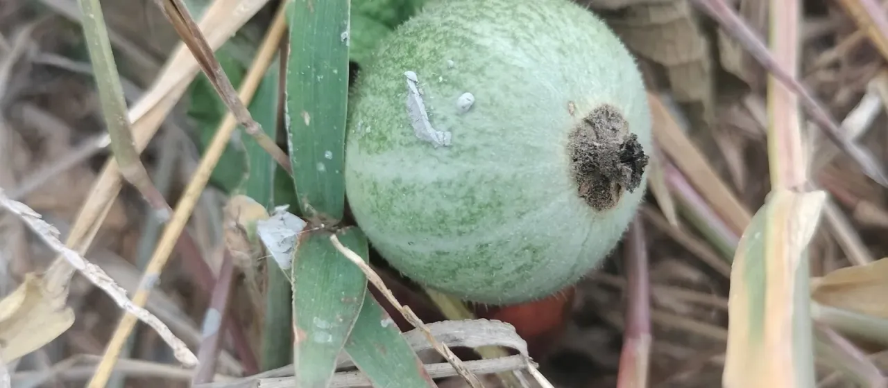 Trichosanthes scabra