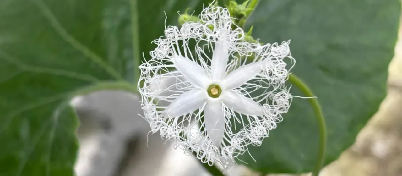 Gymnopetalum