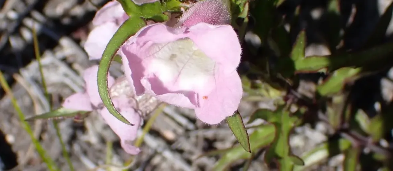 Graderia scabra