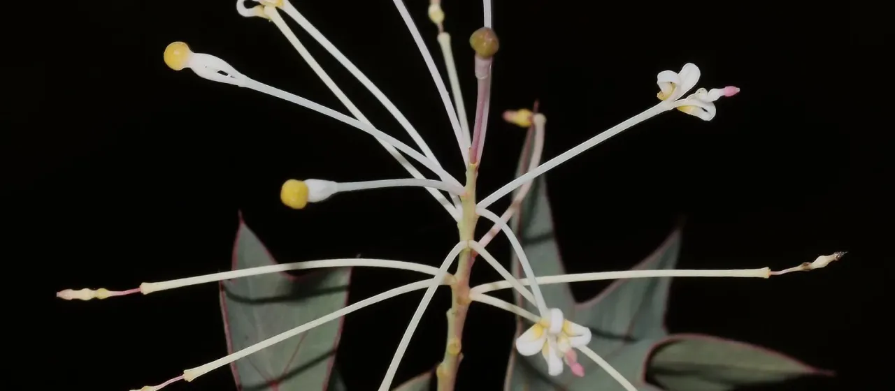 Smooth Grevillea