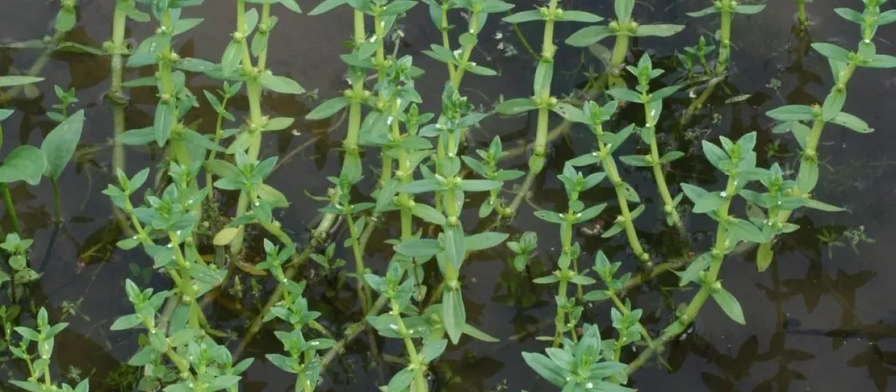 Japanese hedgehyssop