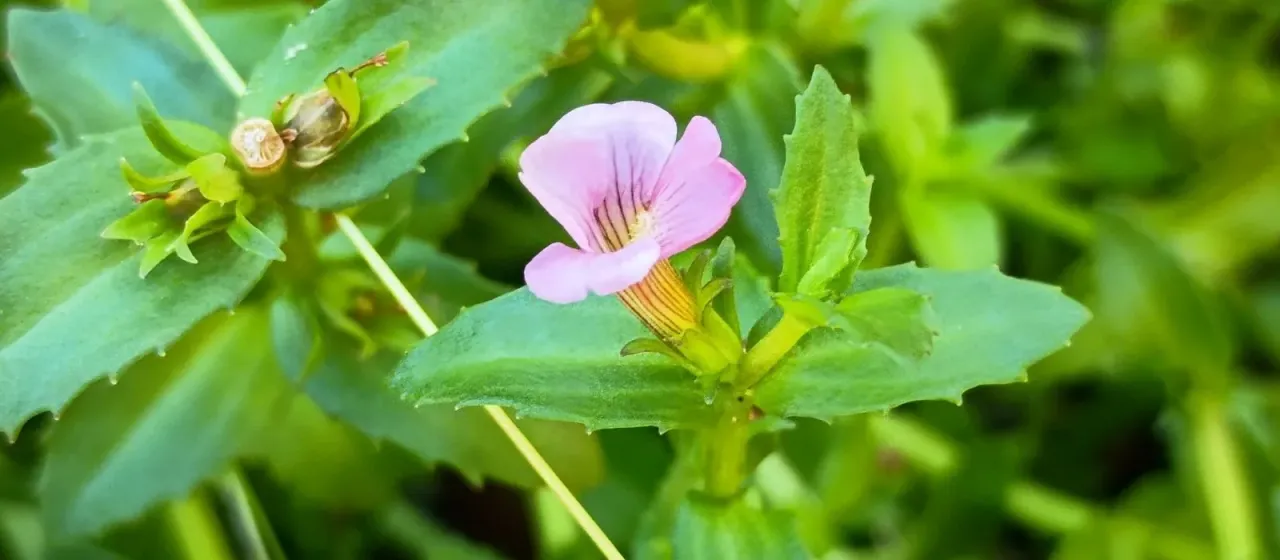 Peruvian hedgehyssop