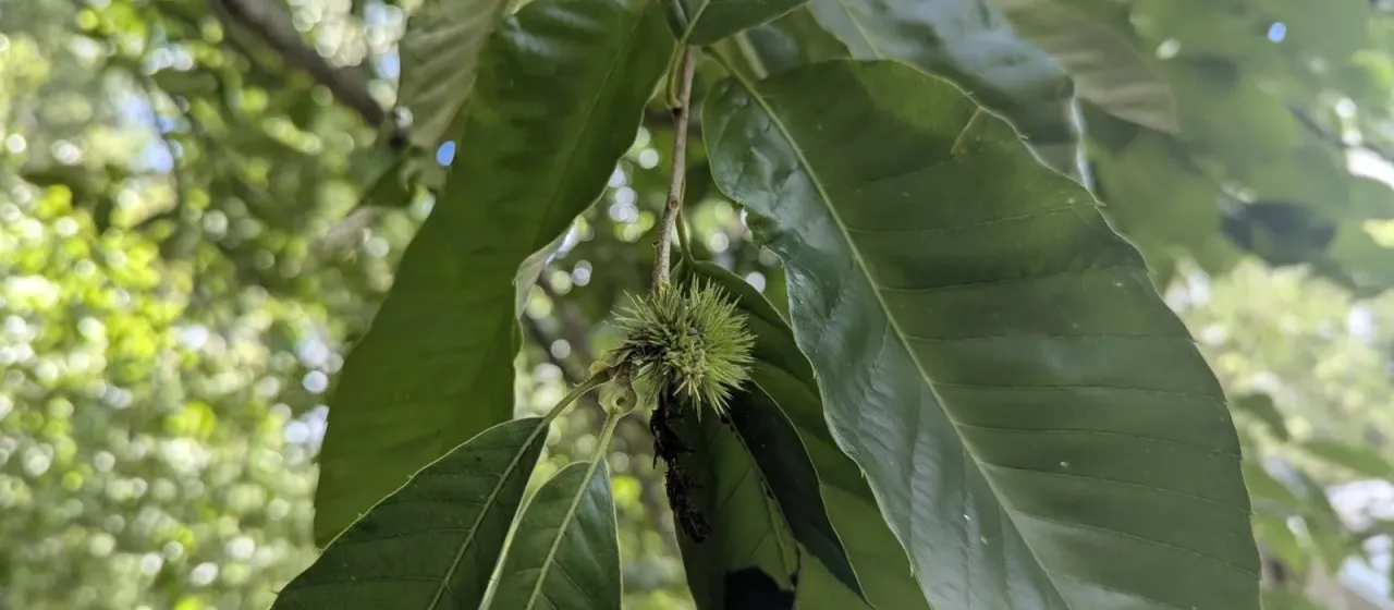 Chinese chestnut