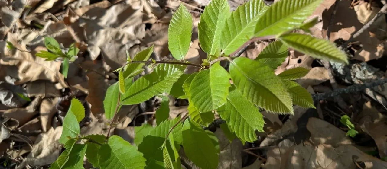 Ozark chinkapin