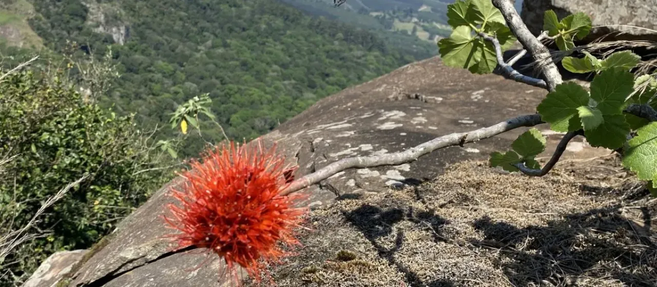 Natal bottlebrush