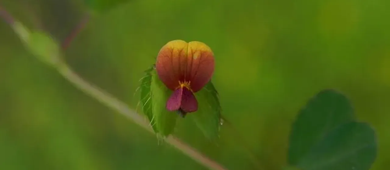 Geissaspis tenella