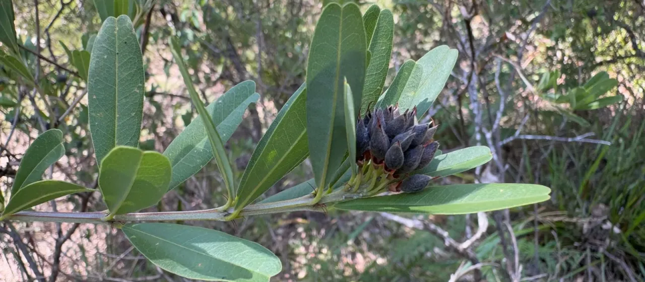 Heart-leaf poison