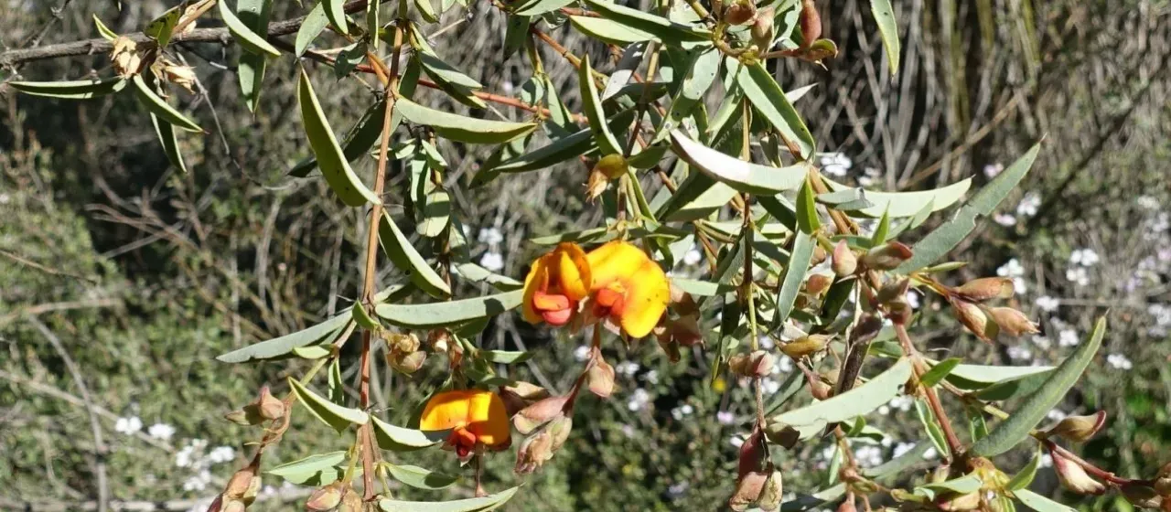 Gastrolobium calycinum