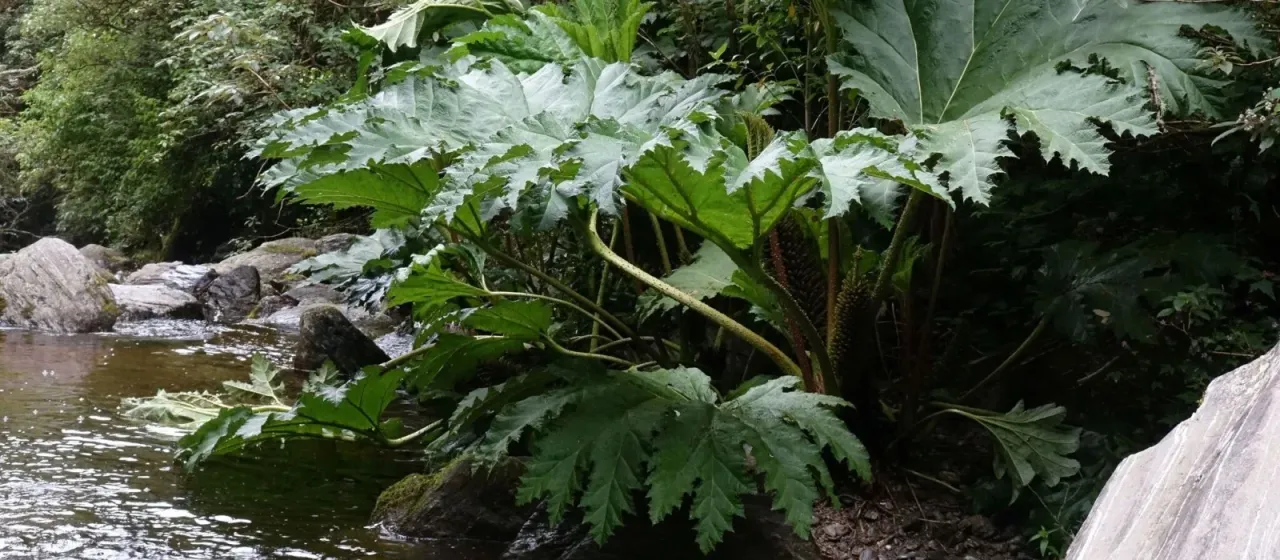 Chilean rhubarb