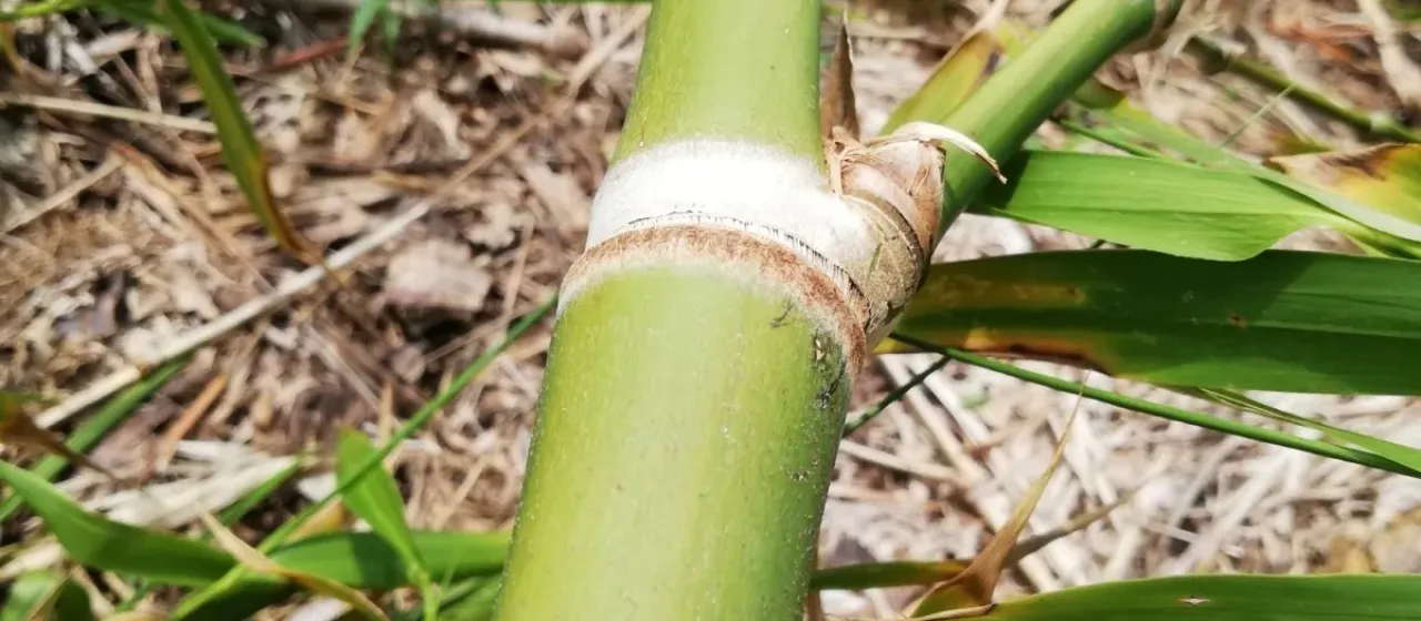 Guadua bamboo