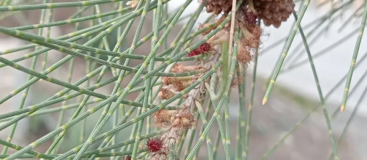 Casuarina equisetifolia