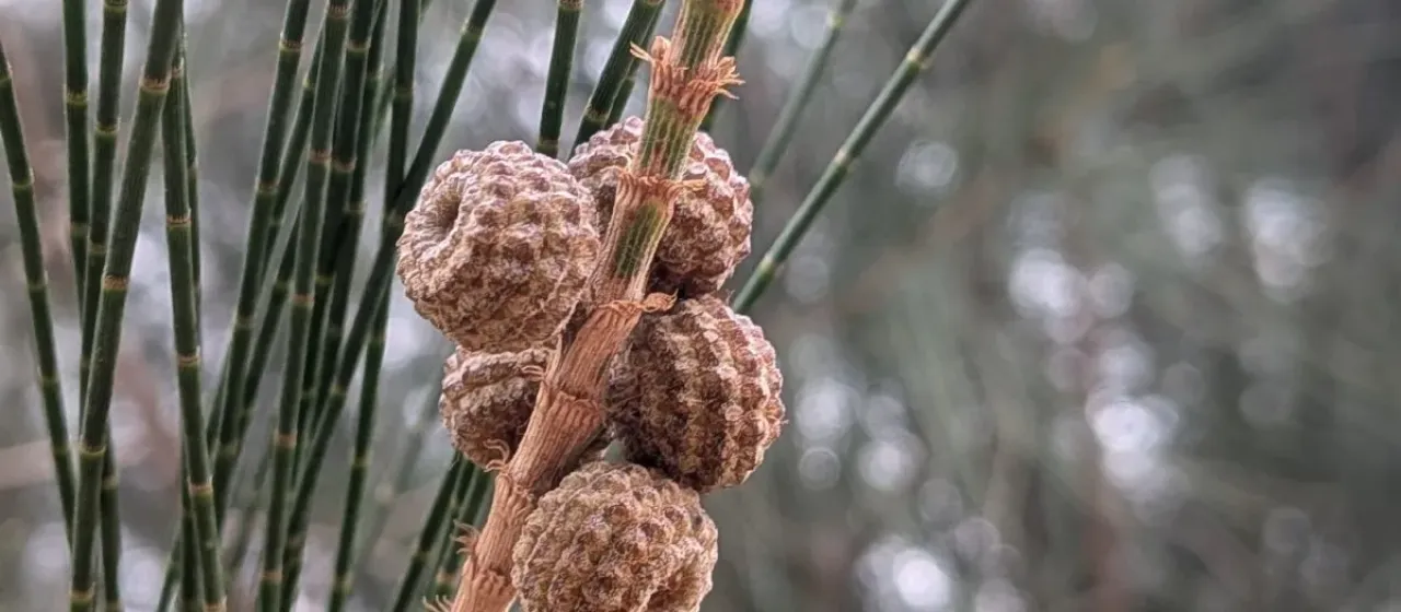 Casuarina glauca