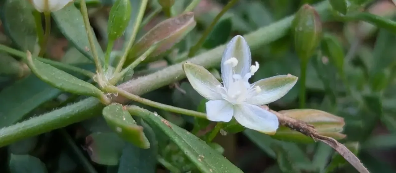 Glinus oppositifolius