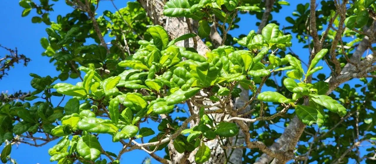 Guettarda calyptrata