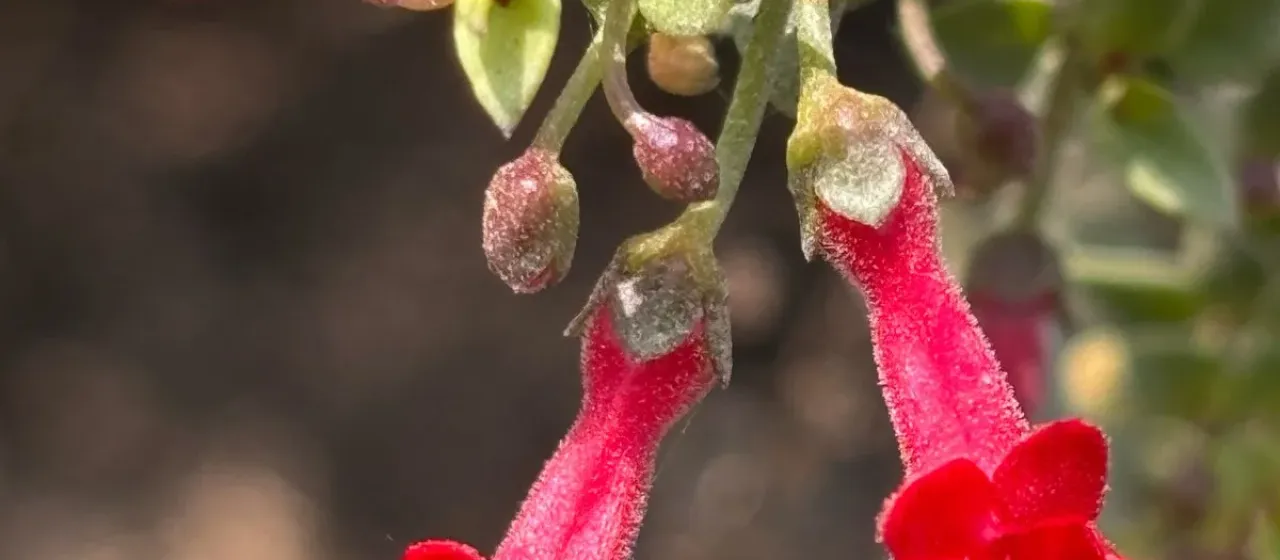 Galvezia fruticosa
