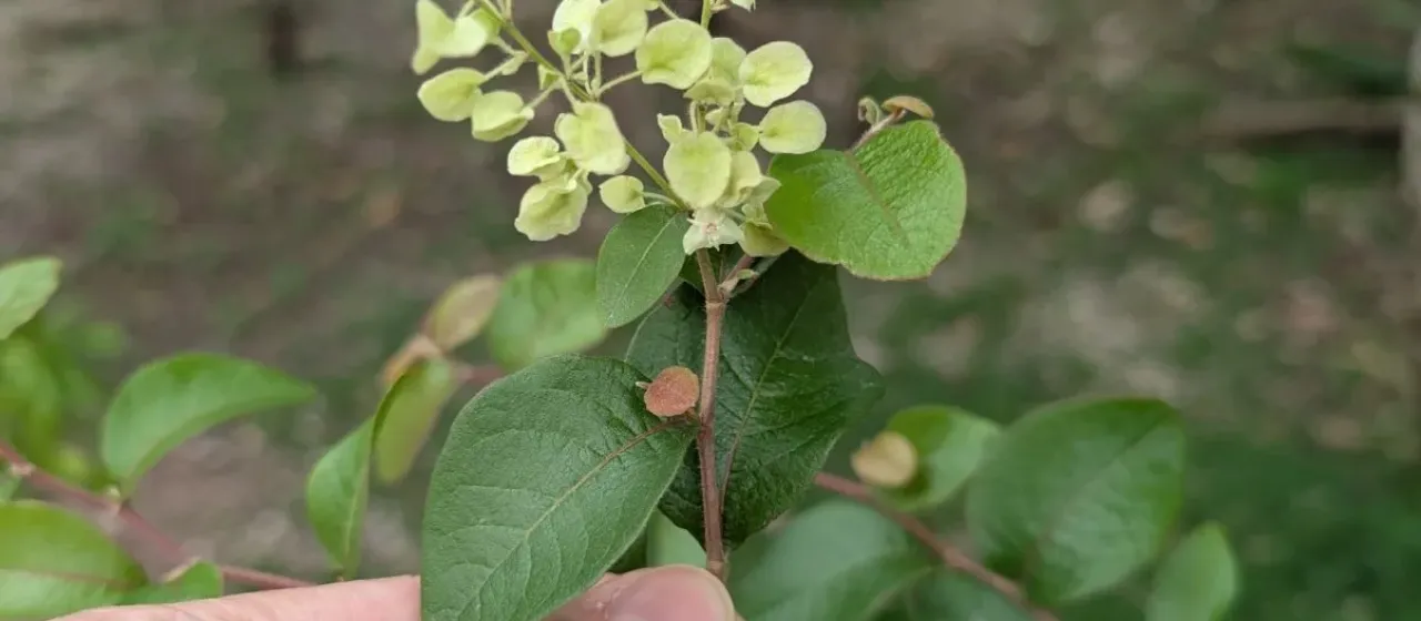 Gymnopodium floribundum