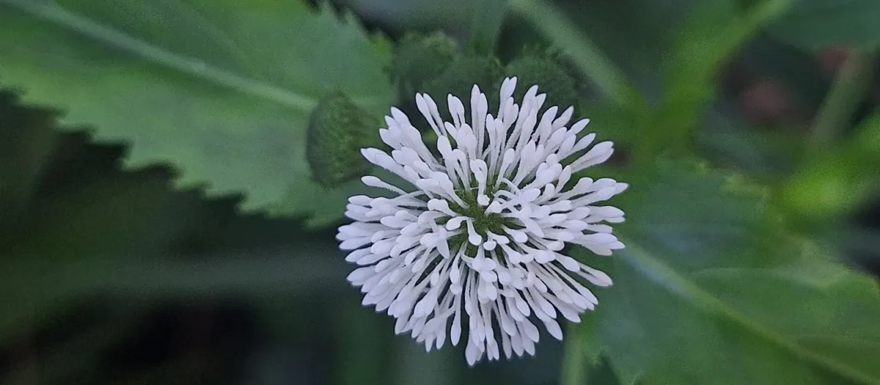 Water poppy