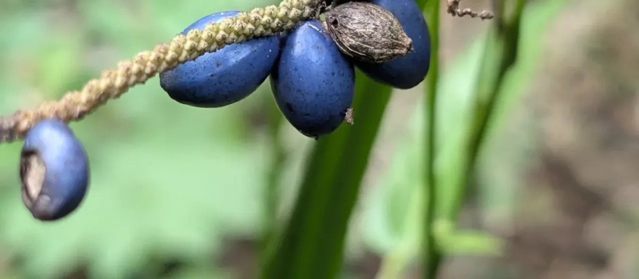 Gymnostachys anceps