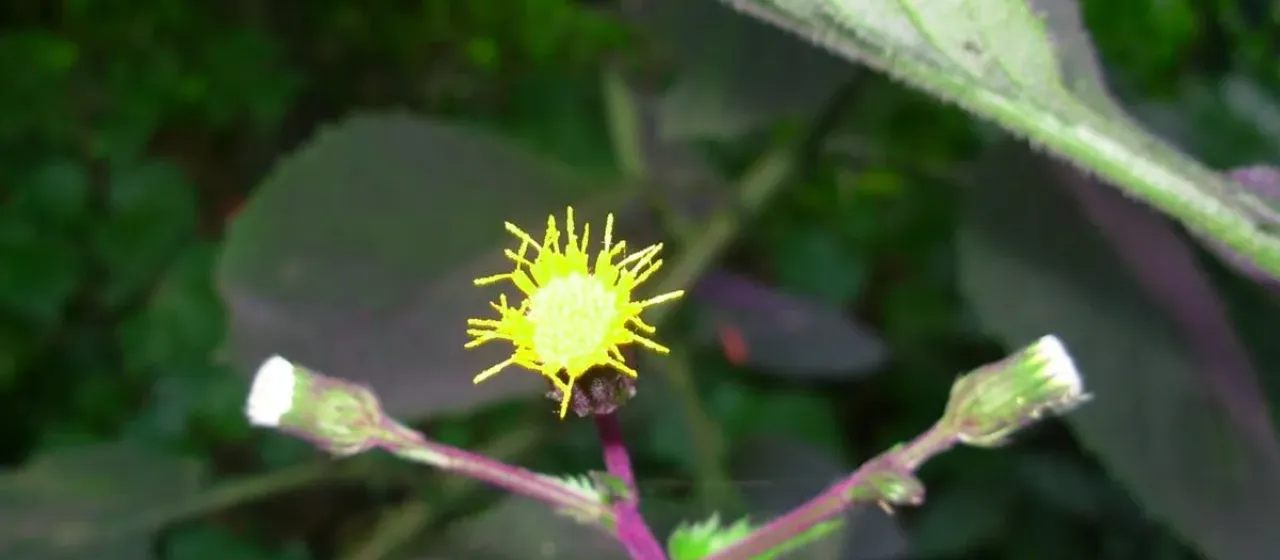 Gynura aurantiaca