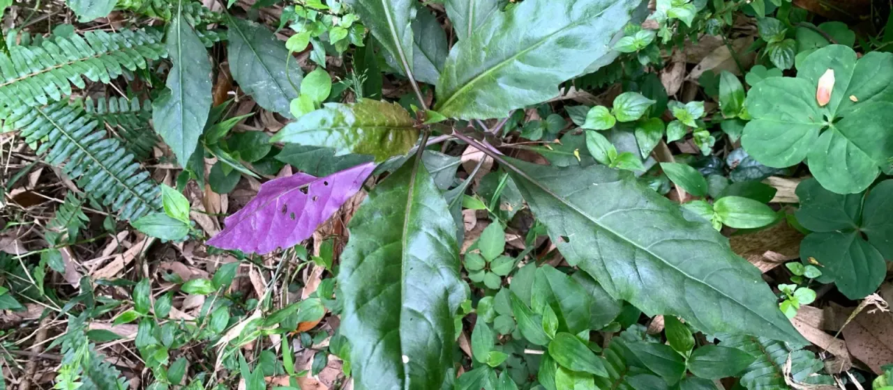 Gynura bicolor