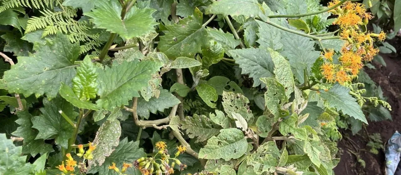 Gynura scandens