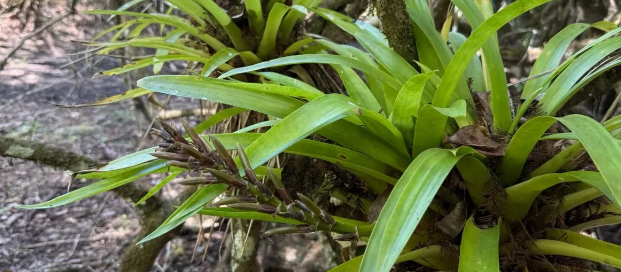 Guzmania monostachia
