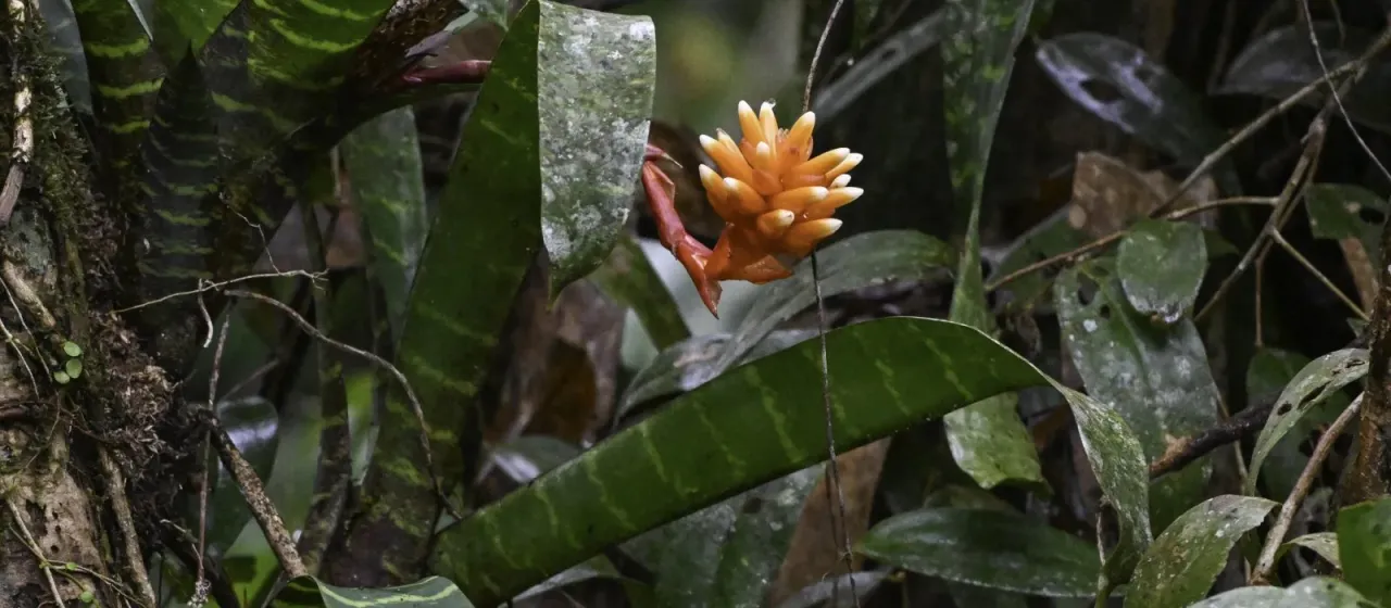 Guzmania musaica