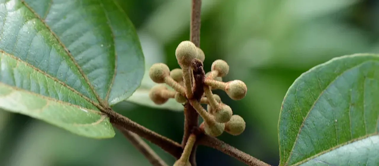 Hampea stipitata