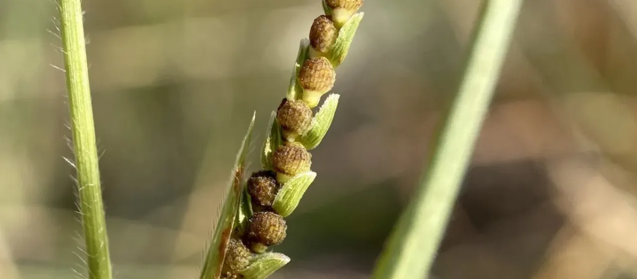 Hackelochloa granularis