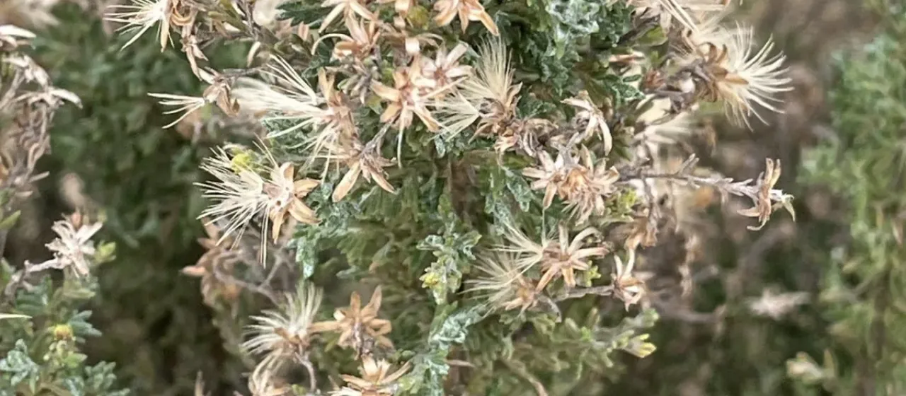 Ericameria ericoides